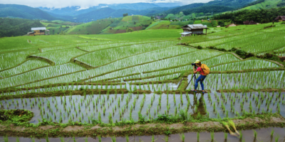 Rice crop field with a photographer on the bottom right